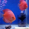 WENZIDAO Pneumatic Filters are commonly Used in Ornamental Fish Tanks