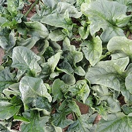 Viroflay Spinach Garden Seeds - 1 Lb - Non-GMO, Heirloom Vegetable Gardening & Micro Greens Seed