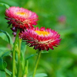 Outsidepride Helichrysum Purple-red - 10000 Seeds