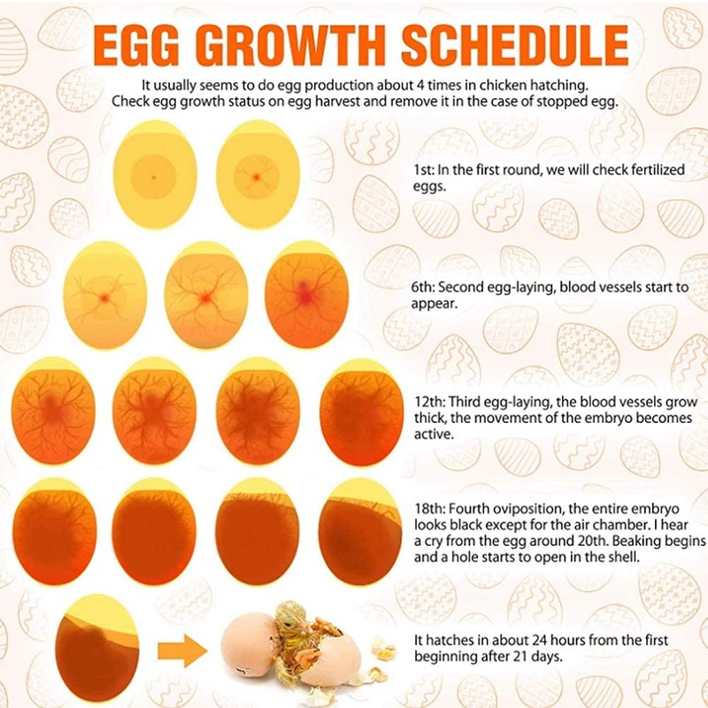 Fdit LED Light Lamp Farm Animal Eggs Sheer Incubator Lamp