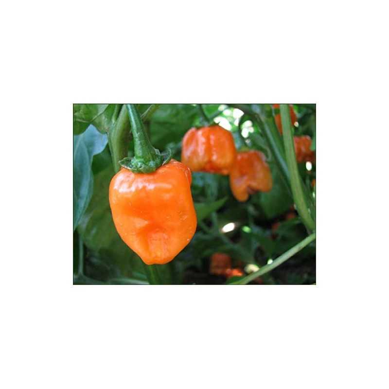 Viridis Hortus - 100 x Habanero Caribbean Orange Chilli Pepper