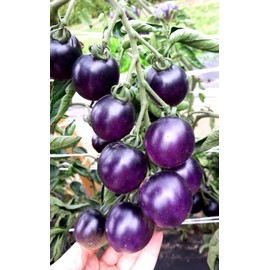 Rare Purple Blue Indigo Rose Tomato About 20 Seeds