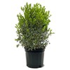 American Plant Exchange Holly Needlepoint, 7 Gallon Pot, 3-4ft Tall,