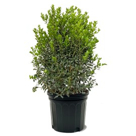 American Plant Exchange Holly Needlepoint, 7 Gallon Pot, 3-4ft Tall, Dark Green Foliage, Evergreen Shrub, Large Outdoor Landscape Live Plant