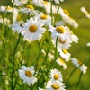 The Old Farmer's Almanac Daisy Seeds (Shasta Alaska) - Approx