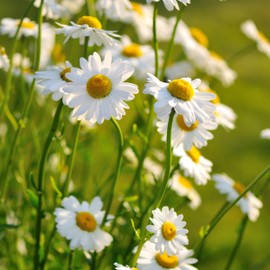 The Old Farmer's Almanac Daisy Seeds (Shasta Alaska) - Approx 700 Flower Seeds - Non-GMO, Premium, Open Pollinated