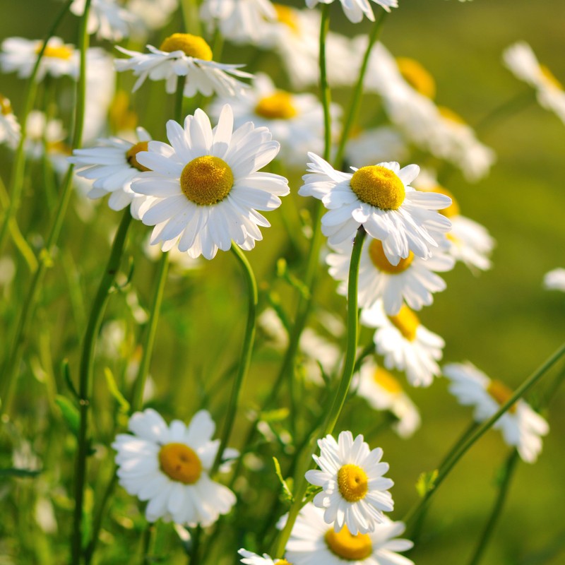 The Old Farmer's Almanac Daisy Seeds (Shasta Alaska) - Approx