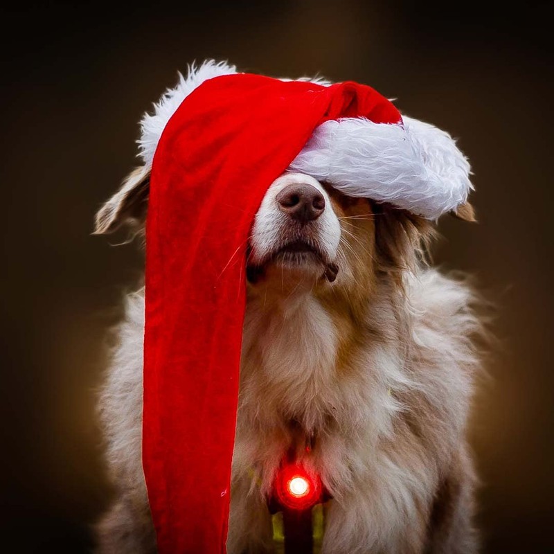 Orbiloc Dual Flashing/Solid Safety LED Light for Dogs - High