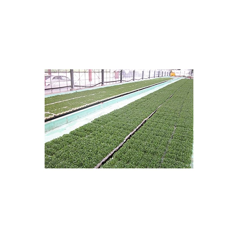 ブロッコリースプラウトパウダー５０ｇ　北海道産 　ブロッコリーの新芽