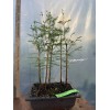 Tree 5 Tree Bald Cypress - Forest Bonsai