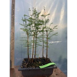 Tree 5 Tree Bald Cypress  - Forest Bonsai