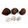 WOHO Natural Sun Dried Wild Caught Round Sea Cucumber Large