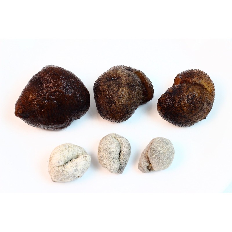 WOHO Natural Sun Dried Wild Caught Round Sea Cucumber Large