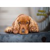 Cocker Spaniel Dog Birthday Card
