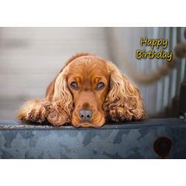 Cocker Spaniel Dog Birthday Card