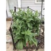 12 (1/2" to 1" Long) Comfrey (bocking 14) Root Cuttings