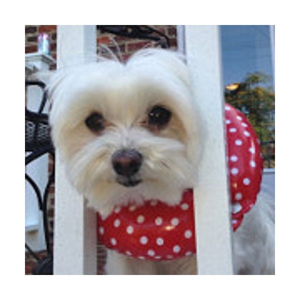 Puppy Bumpers Rainy Day (Water Resistant) Red Dot Up to 10" - Made in USA Puppy Bumpers Stuffed Safety Fence Collar to Keep Your pet Safely on The Right Side of The Fence.