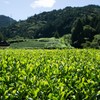 Rich Green Tea Bag 0.2 oz (5 g) x 25