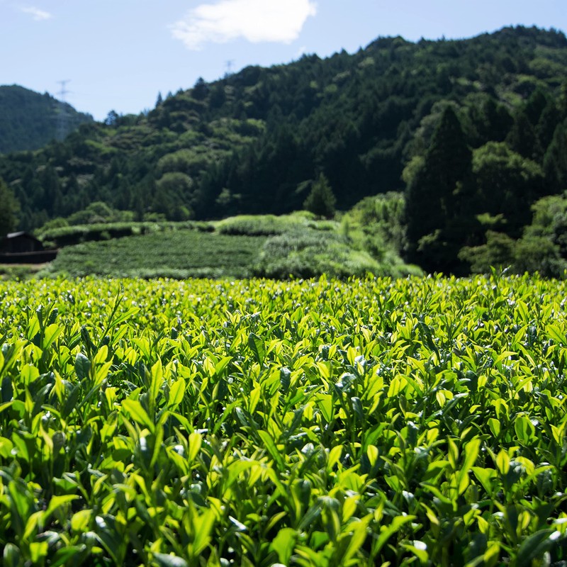 Rich Green Tea Bag 0.2 oz (5 g) x 25