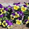 Outsidepride Viola Johnny Jump Up Flower Seeds - 1/8 LB