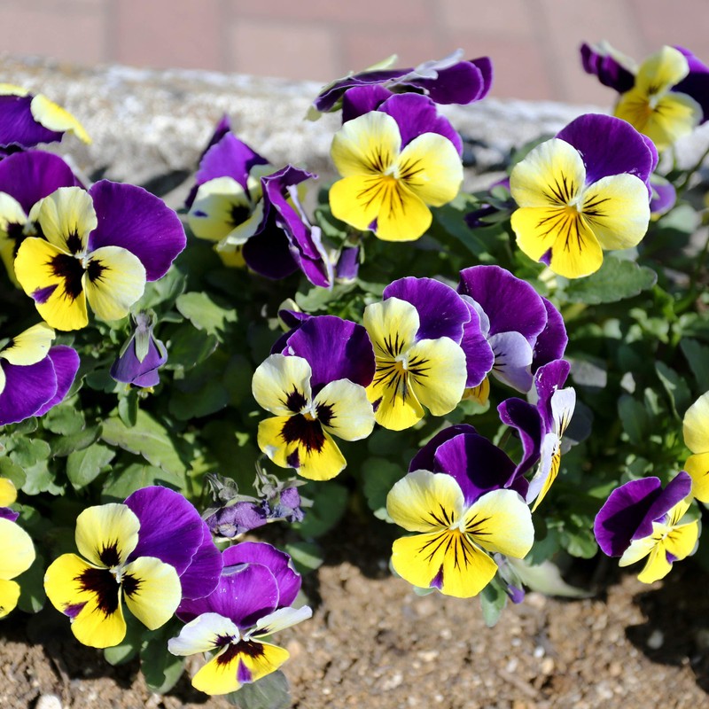 Outsidepride Viola Johnny Jump Up Flower Seeds - 1/8 LB