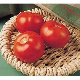 Florida 91 F1 PL Tomato Seed