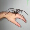 Realistic Simulation Spider Sticker for Fridge Decor Realistic Simulation Spider