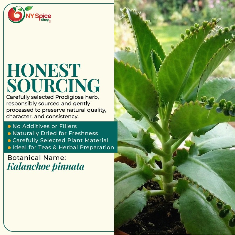 NY Spice Shop Dried Raw Prodigiosa Herb - 4 Ounce