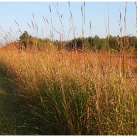 TnT Seed Company Big Bluestem Native Grass Seed, Deer and Wildlife Cover, Seeds 1/4 Acre