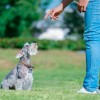 Mercader Digital Silbato Ultrasónico Para Perro Entrenamiento Canino