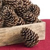 ANDALUCA Pinecone Vase & Bowl Fillers | Scented Pine Cones