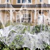 VEYLIN 60g Halloween Spider Web Decoration, with 30pcs Fake Spiders,