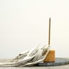 LUCAS White Sage Purifying Incense (Sandalwood & White Sage [Stick