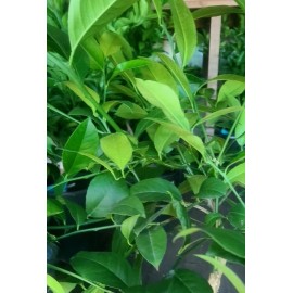 Chandelier Craft & Gardening Fresh Fragrant Orange Leaves Organic Grown in California 5 OZ