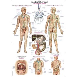 Teaching Board "The Lymphatic System", 70 x 100 cm
