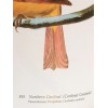 Northern Cardinal or Cardinal Grosbeak Audubon Print 15" x 11.5"