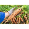 KIRA SEEDS - Seeds Carrot Red Giant - Heirloom Vegetable