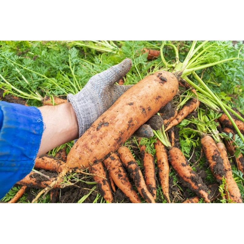 KIRA SEEDS - Seeds Carrot Red Giant - Heirloom Vegetable