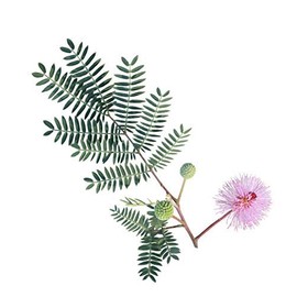 100 Sensitive Plant Seeds for Planting - Exotic Flower Seeds - Mimosa Pudica, Moving Plant, Shy Plant, Shameful Plant, Touch-me-not - by RDR Seeds