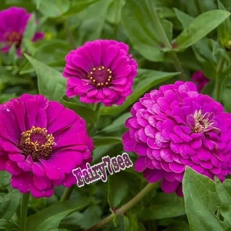 Fairy7Seas Zinnia Seeds - Zinnia Elegans - Dahlia Flowered Purple