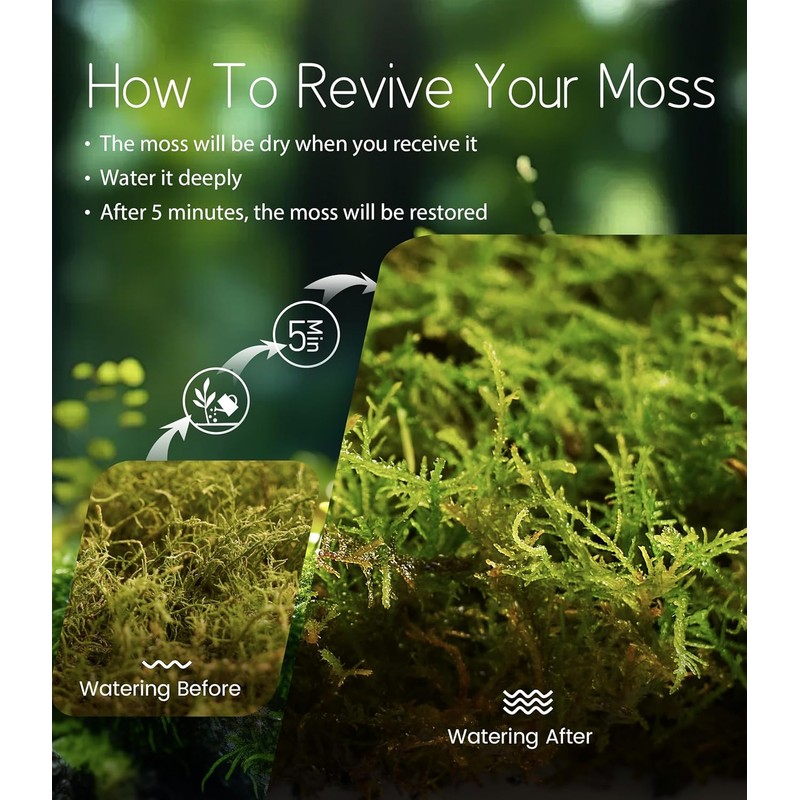 Fresh Thuidium Moss 8"x8" – Live Moss Sheet for Terrariums,