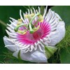 50 Passion Fruit Seeds, Passion Flower Exotic Edible Tropical Fragrant