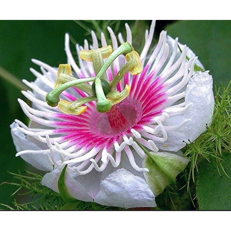 50 Passion Fruit Seeds, Passion Flower Exotic Edible Tropical Fragrant