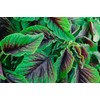 Red Callaloo Amaranth Seeds (~600): Certified Organic, Non-GMO, Heirloom, Open