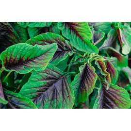 Red Callaloo Amaranth Seeds (~600): Certified Organic, Non-GMO, Heirloom, Open Pollinated Seeds from The United States
