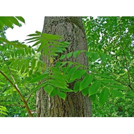 Tree 5 Butternut Tree Seeds for Planting - Amazing and Exotic Fruit Tree