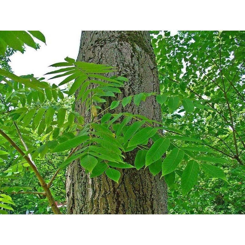 Tree 5 Butternut Tree Seeds for Planting - Amazing and