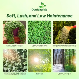 Outsidepride Perennial Dichondra Emerald Falls Seed - 30 Pcs Drought & Heat Tolerant, Low-Growing, Ground Cover Seeds for Planting Lush Green Ground Cover for Gardens, Pathways & Container Planting