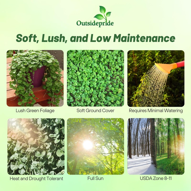 Outsidepride Perennial Dichondra Emerald Falls Seed - 30 Pcs Drought