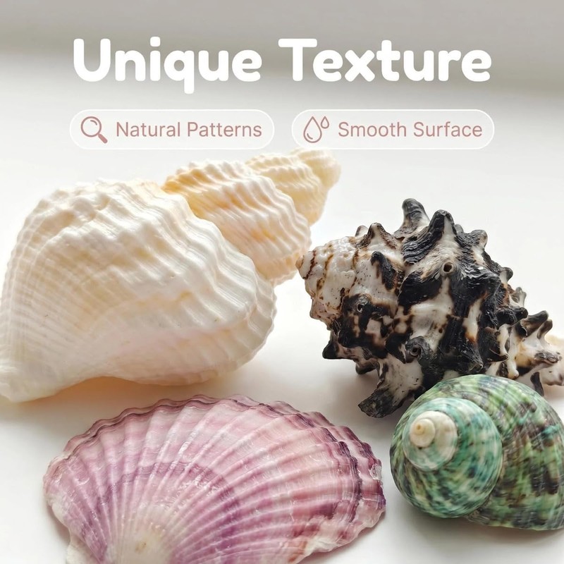 20 PCS 1.2-4.5inch Natural Mixed Seashells Conch and Starfish, Ocean